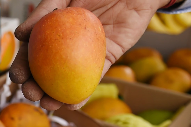 Alphonso mangoes - Devgad | Secret World Trip Planner