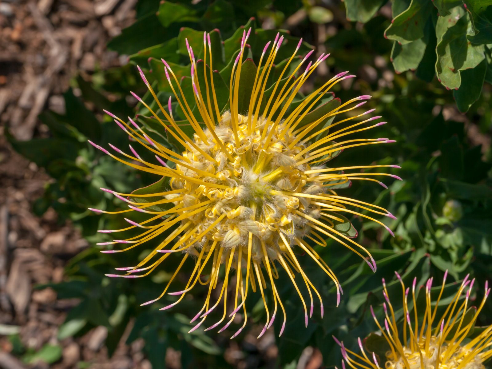 باغ گیاه شناسی ملی Kirstenbosch - Cape Town | Secret World Trip Planner