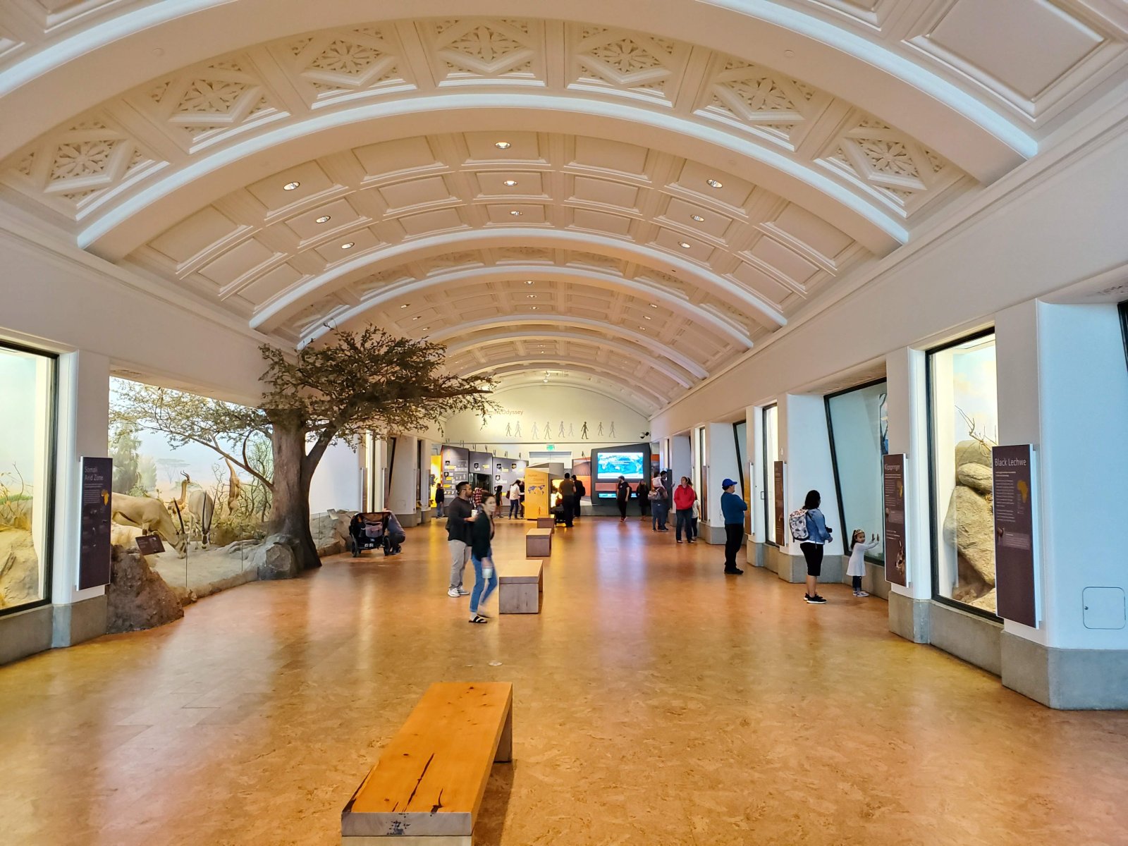 Renzo Piano: The California Academy Of Sciences Museum - San Francisco | Secret World Trip Planner