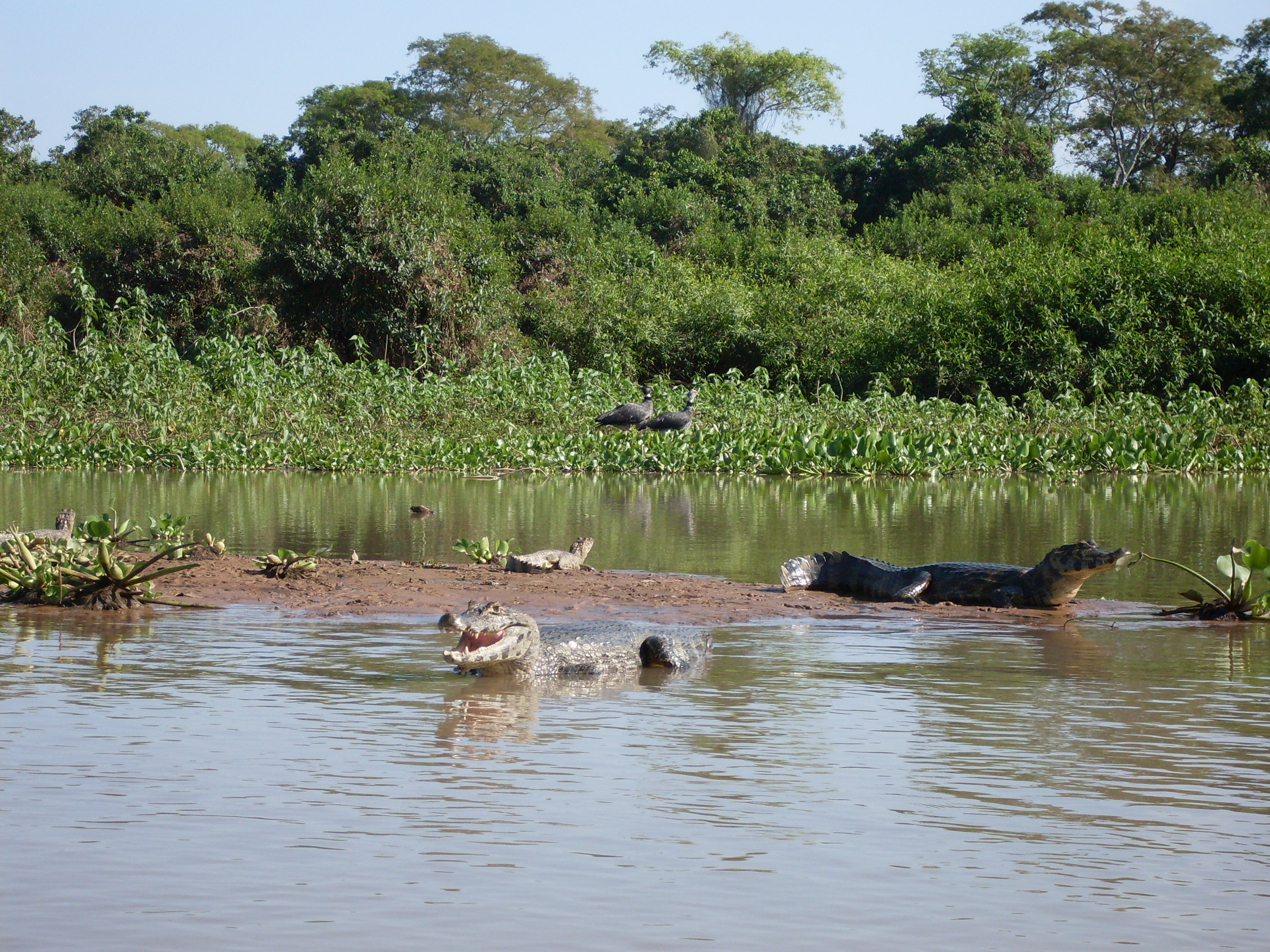 Brazil: Pantanal is the world’s biggest wetland - Poconé - Mato Grosso | Secret World Trip Planner