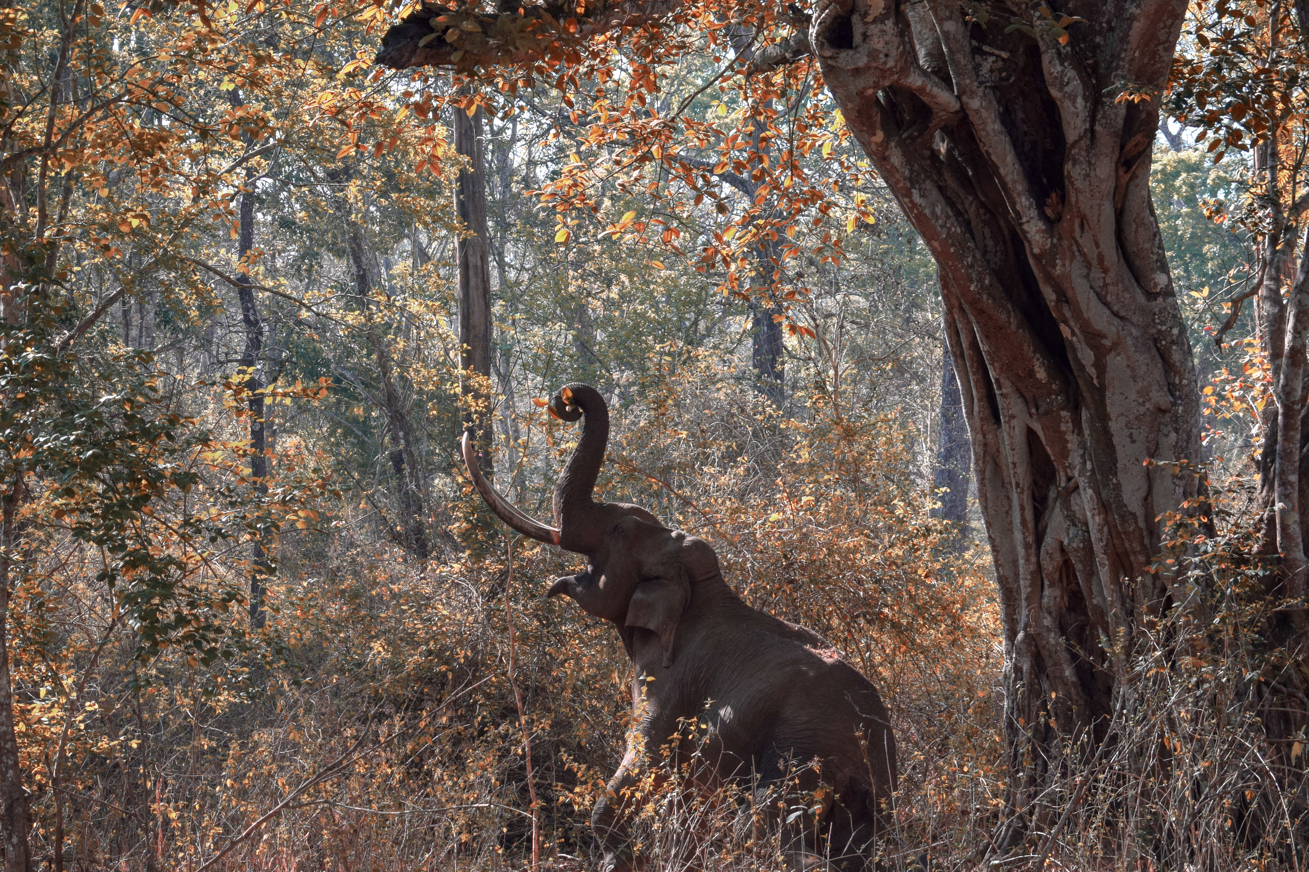 India | Nagarhole National Park (Gandhi Park) - Hunsur | Secret World Trip Planner
