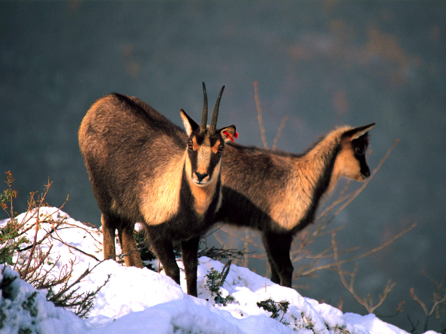 Il maestoso ritorno del camoscio appenninico - Lama dei Peligni | Secret World Trip Planner