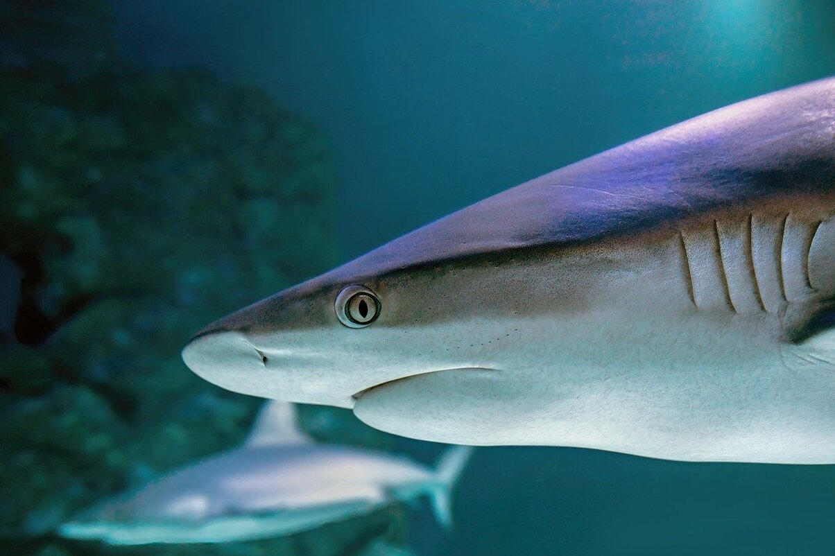 Acquario della baia di Monterey - Monterey | Secret World Trip Planner