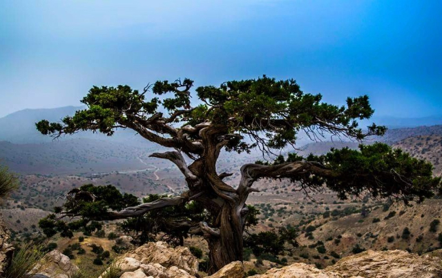 La foresta di ginepri di Ziarat, - Ziarat | Secret World Trip Planner