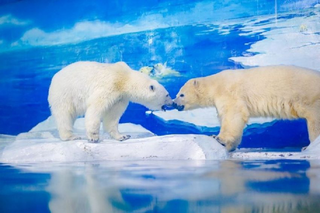 Parco polare oceanico di Qingdao - Qingdao | Secret World Trip Planner
