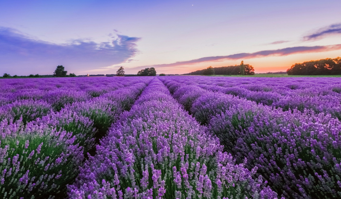 Tihany: L'Hongarès Lavander - Tihany | Secret World Trip Planner