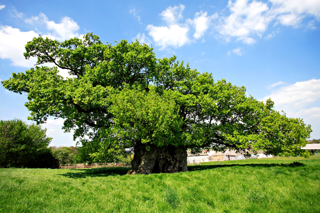 The Bowthorpe Oak — Bowthorpe Park Farm