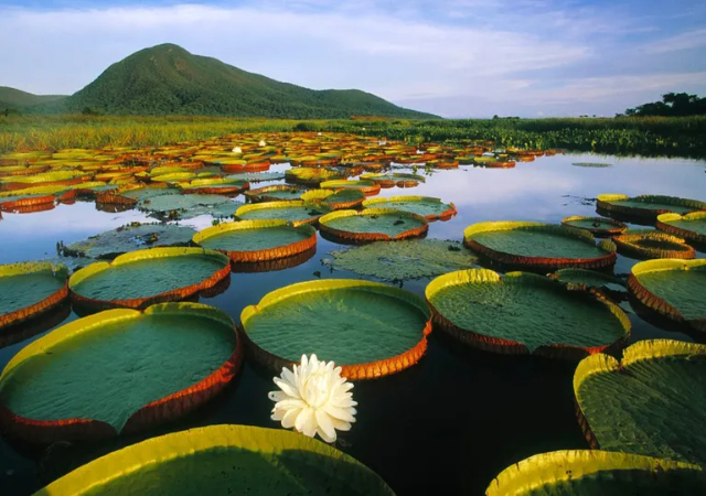 The Victoria Amazonica, a Gigantic Waterlily of the Amazon - Chaves | Secret World Trip Planner
