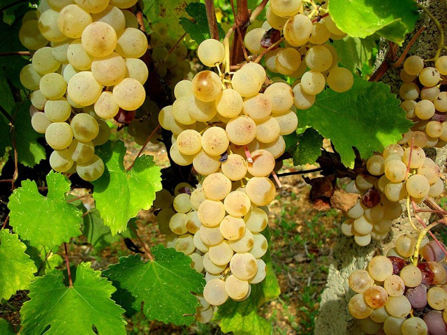 La Vernaccia di Oristano - Oristano | Secret World Trip Planner