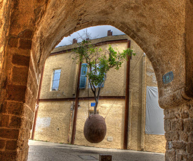Opgeschorte Sinaasappelboom - Tel Aviv-Yafo | Secret World Trip Planner