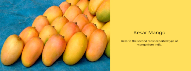 Regina dei Mango, Kesar - Lucknow | Secret World Trip Planner