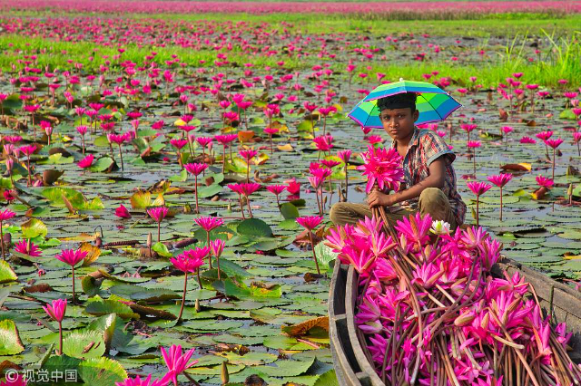 Le spectacle vibrant des nénuphars rose vif fleurissant à Barisal - Barishal | Secret World Trip Planner