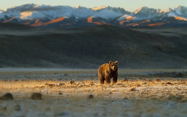 Deosai, le "toit du monde - XFCC+6P4 Deosai Park Road Astore | Secret World Trip Planner