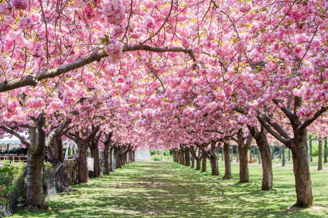 Giardino botanico di Brooklyn - Brooklyn | Secret World Trip Planner