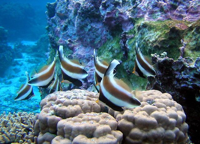 The National Park of Samoa - Vatia | Secret World Trip Planner