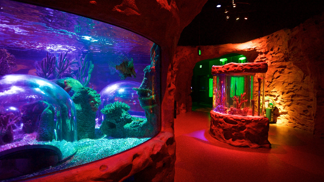 Aquarium SEA LIFE d'Orlando - Orlando | Secret World Trip Planner
