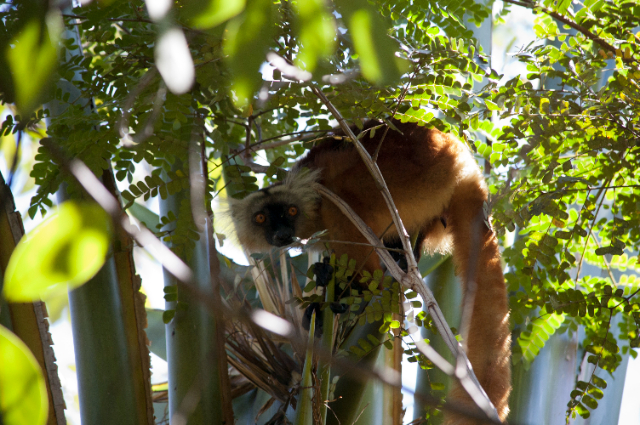 Naturschutzgebiet Lokobe - Ampasipohy | Secret World Trip Planner
