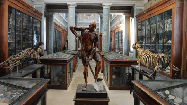 Montpellier Anatomy Museum — Montpellier