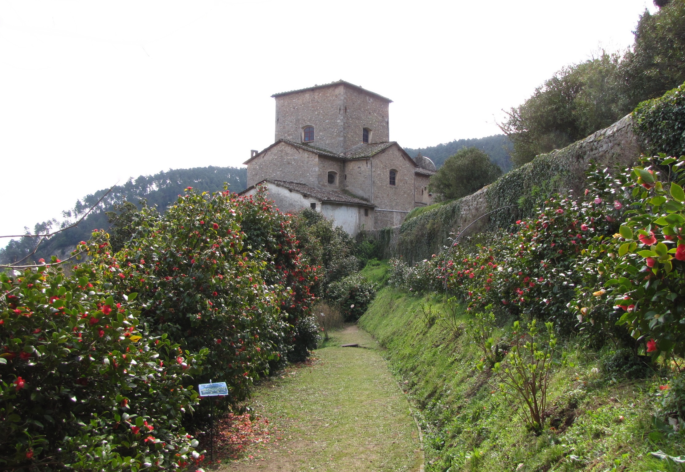 Antica Chiusa Borrini tra tè e bellissime camelie - Capannori | Secret World Trip Planner