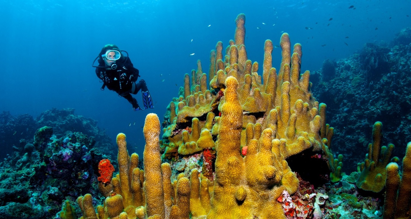 Anse Chastanet coral reef harbors | Secret World Trip Planner