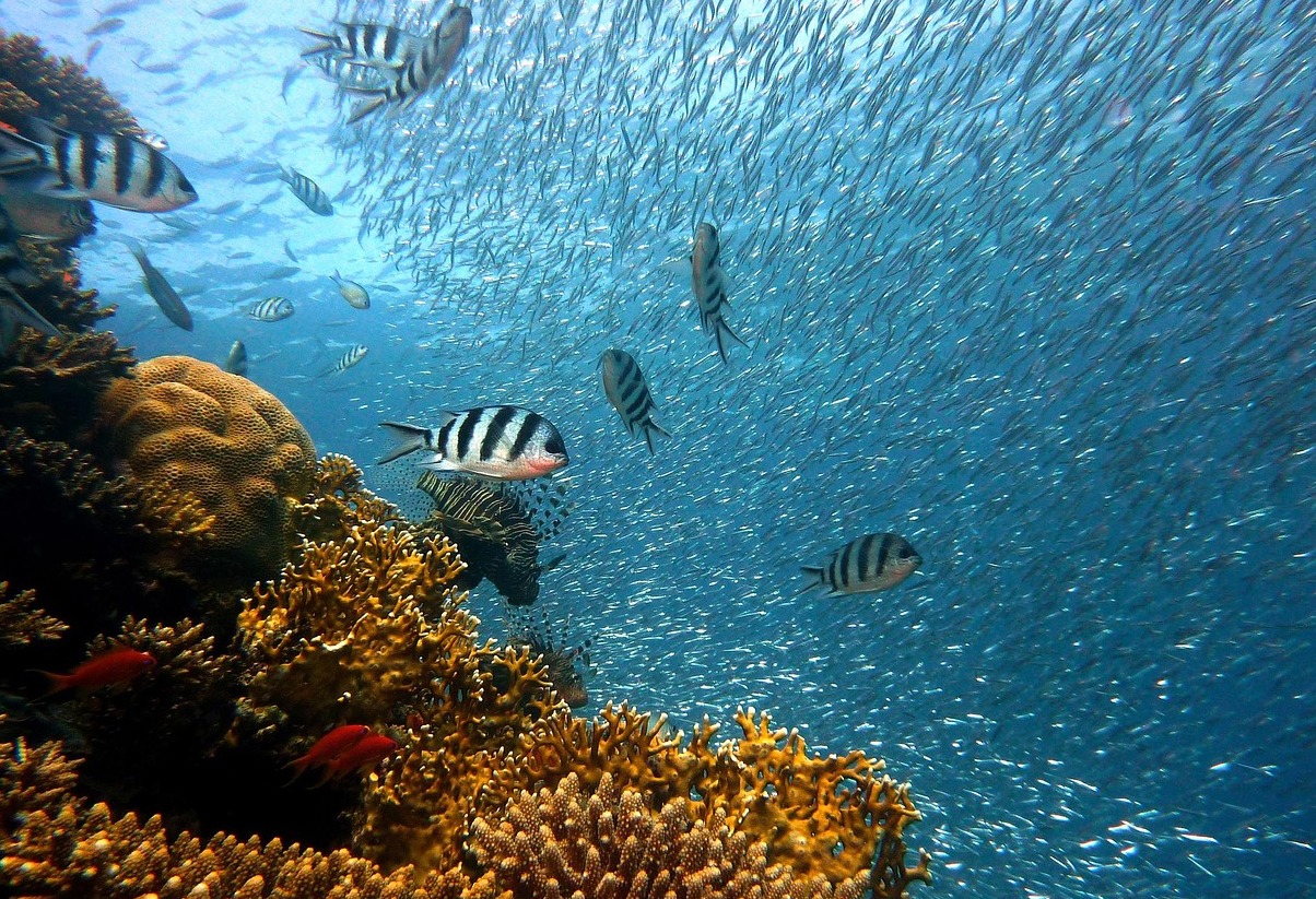 Anse Chastanet coral reef harbors | Secret World Trip Planner