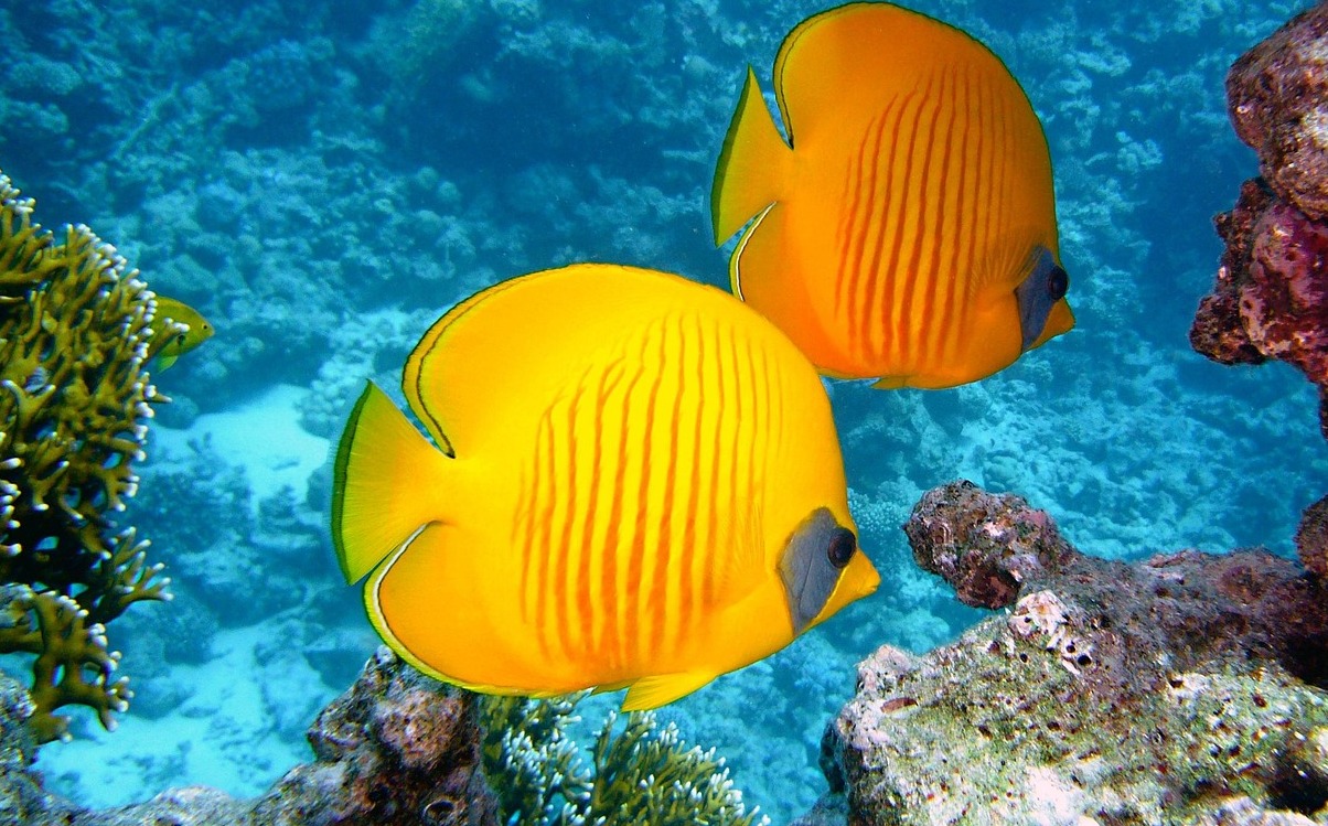 Anse Chastanet coral reef harbors | Secret World Trip Planner