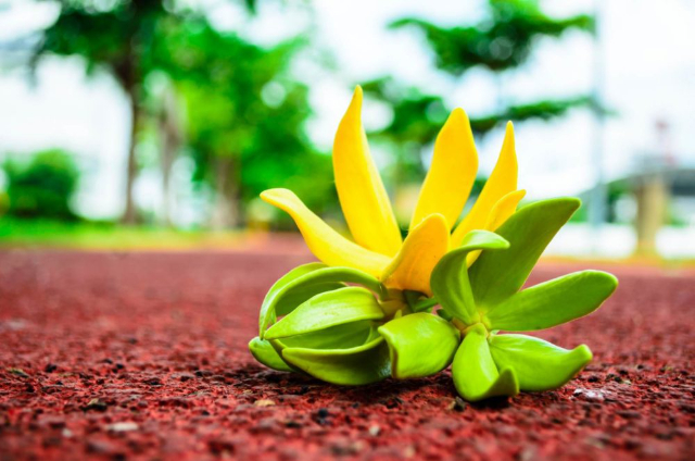 Essenser av ylang-ylang - Nosy Be | Secret World Trip Planner