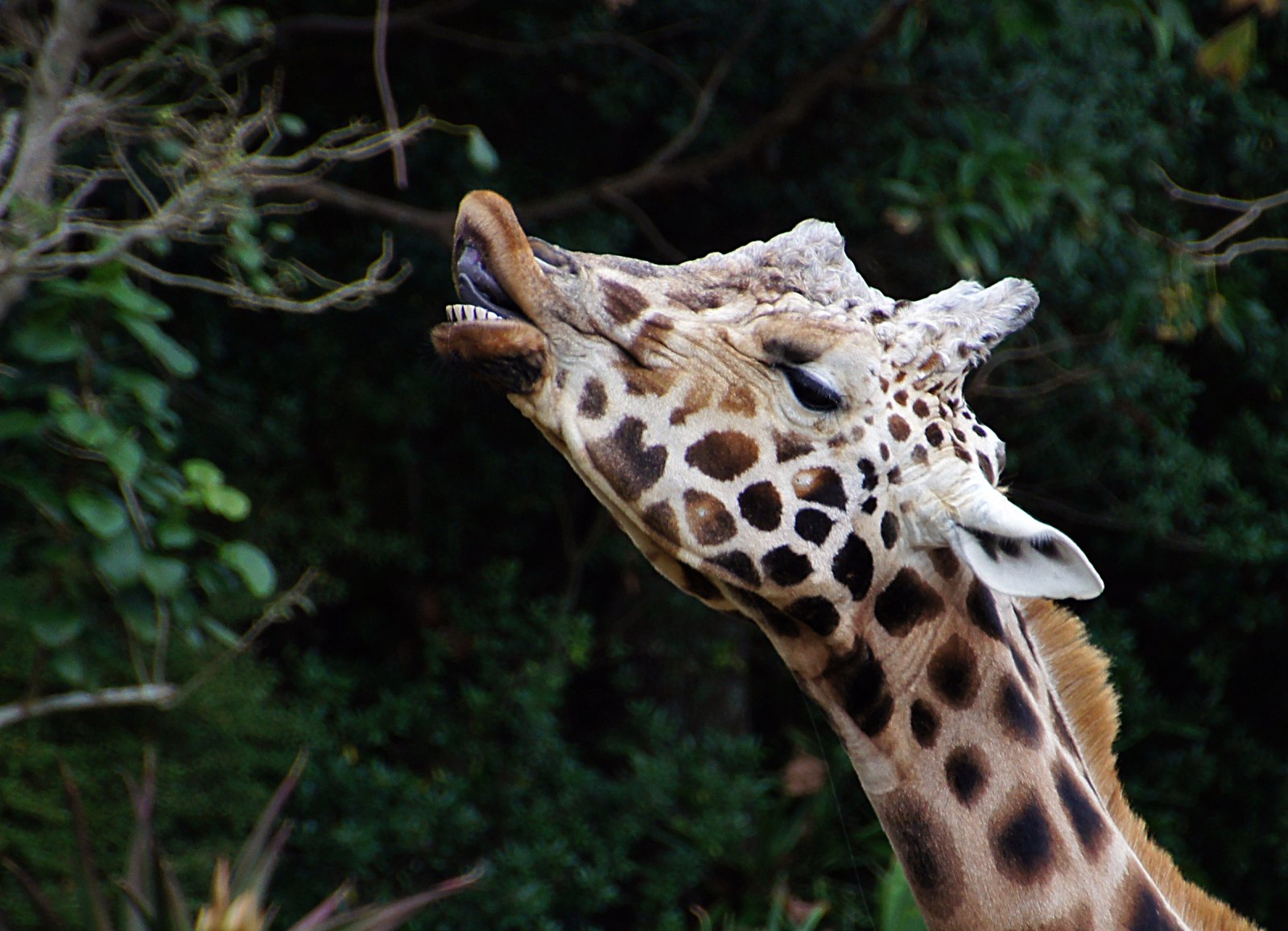 Zoo di Auckland: la più grande collezione di animali autoctoni - Auckland | Secret World Trip Planner