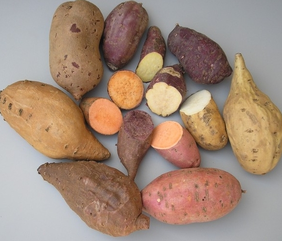 Kūmara Thesweet potato of New Zealand — Wellington