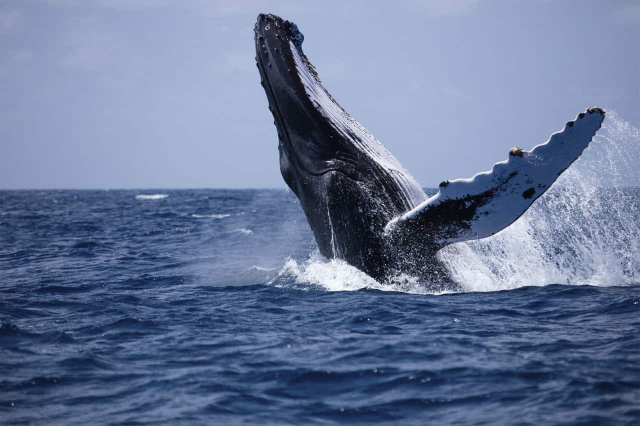 Whale spotting in Mirissa - Mirissa | Secret World Trip Planner