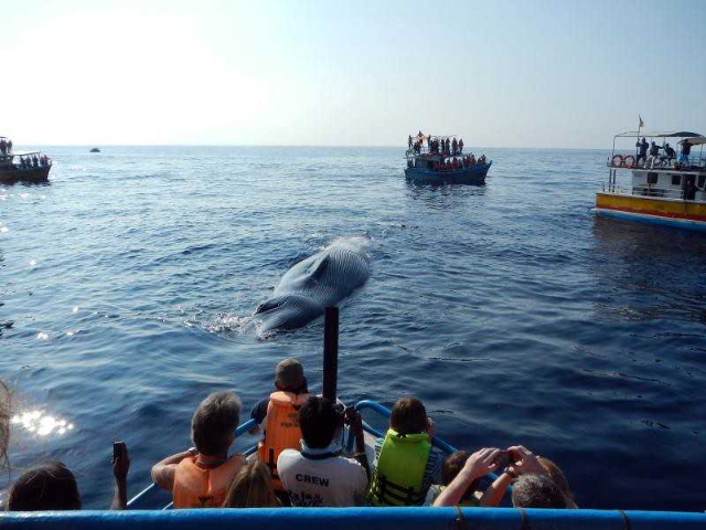 Whale spotting in Mirissa - Mirissa | Secret World Trip Planner