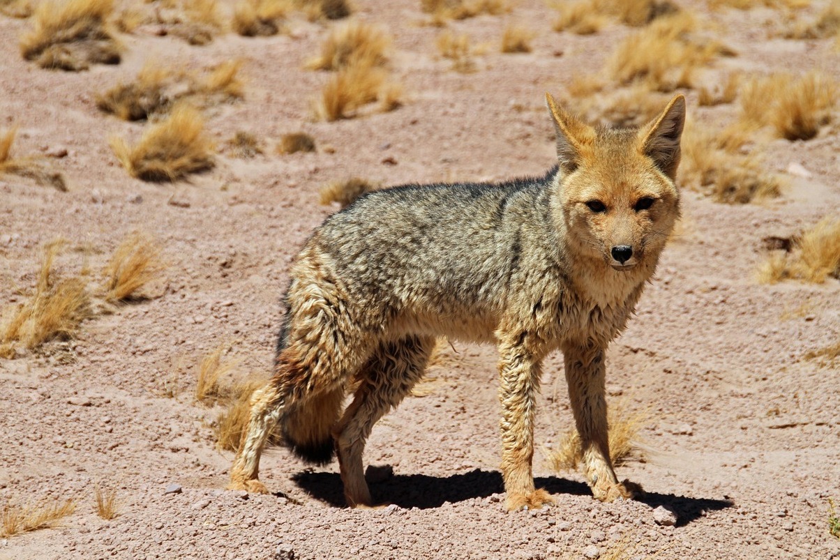 Atacama kõrb Tšiilis - Antofagasta | Secret World Trip Planner