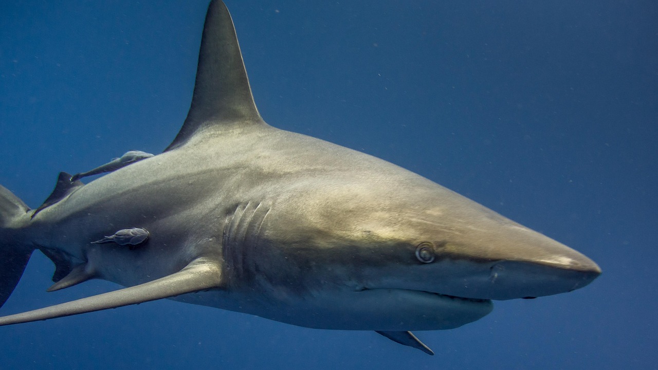Immersioni in gabbia con i grandi squali bianchi in Sud Africa - Gansbaai | Secret World Trip Planner
