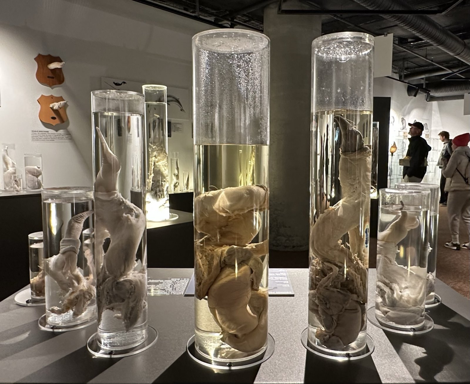 Island och dess unika Isländska Fallologiska Museum - Reykjavík | Secret World Trip Planner