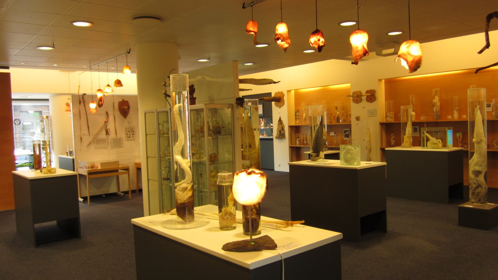 Island och dess unika Isländska Fallologiska Museum - Reykjavík | Secret World Trip Planner