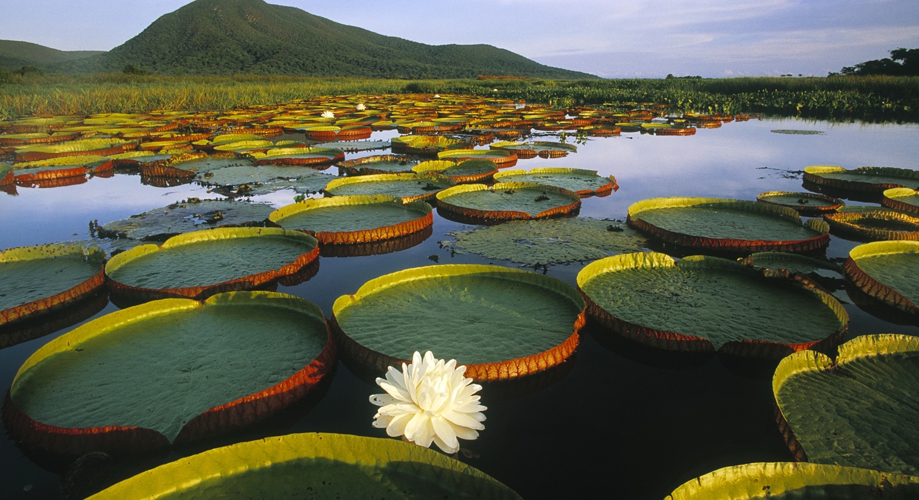 The Pantanal is the world’s largest wetland territory - Mato Grosso | Secret World Trip Planner