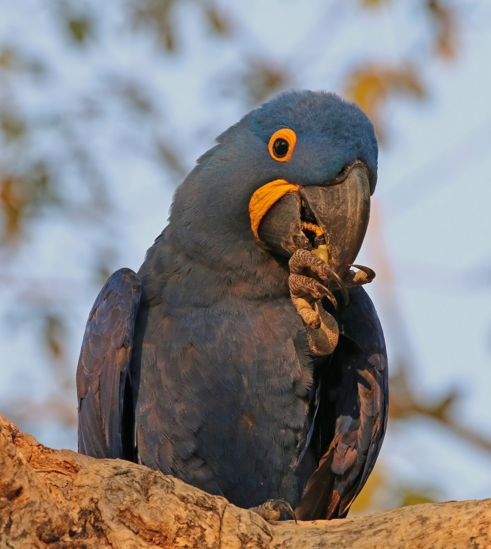 The Pantanal is the world’s largest wetland territory - Mato Grosso | Secret World Trip Planner