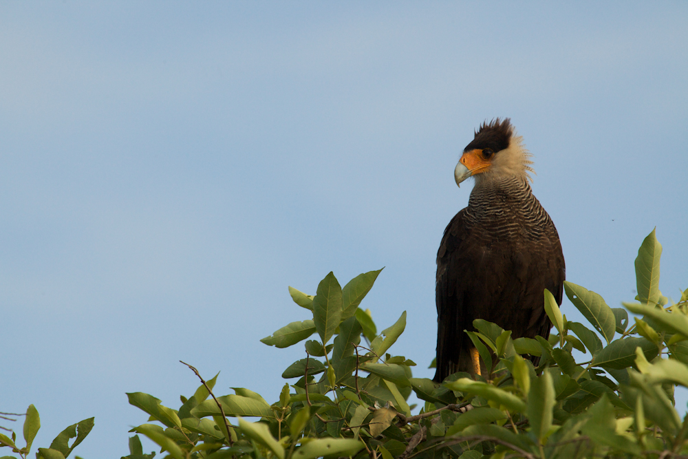 The Pantanal is the world’s largest wetland territory - Mato Grosso | Secret World Trip Planner