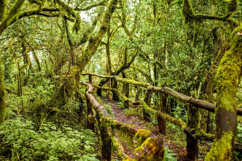 L'isola di La Gomera e la foresta dell'alloro — La Palmita