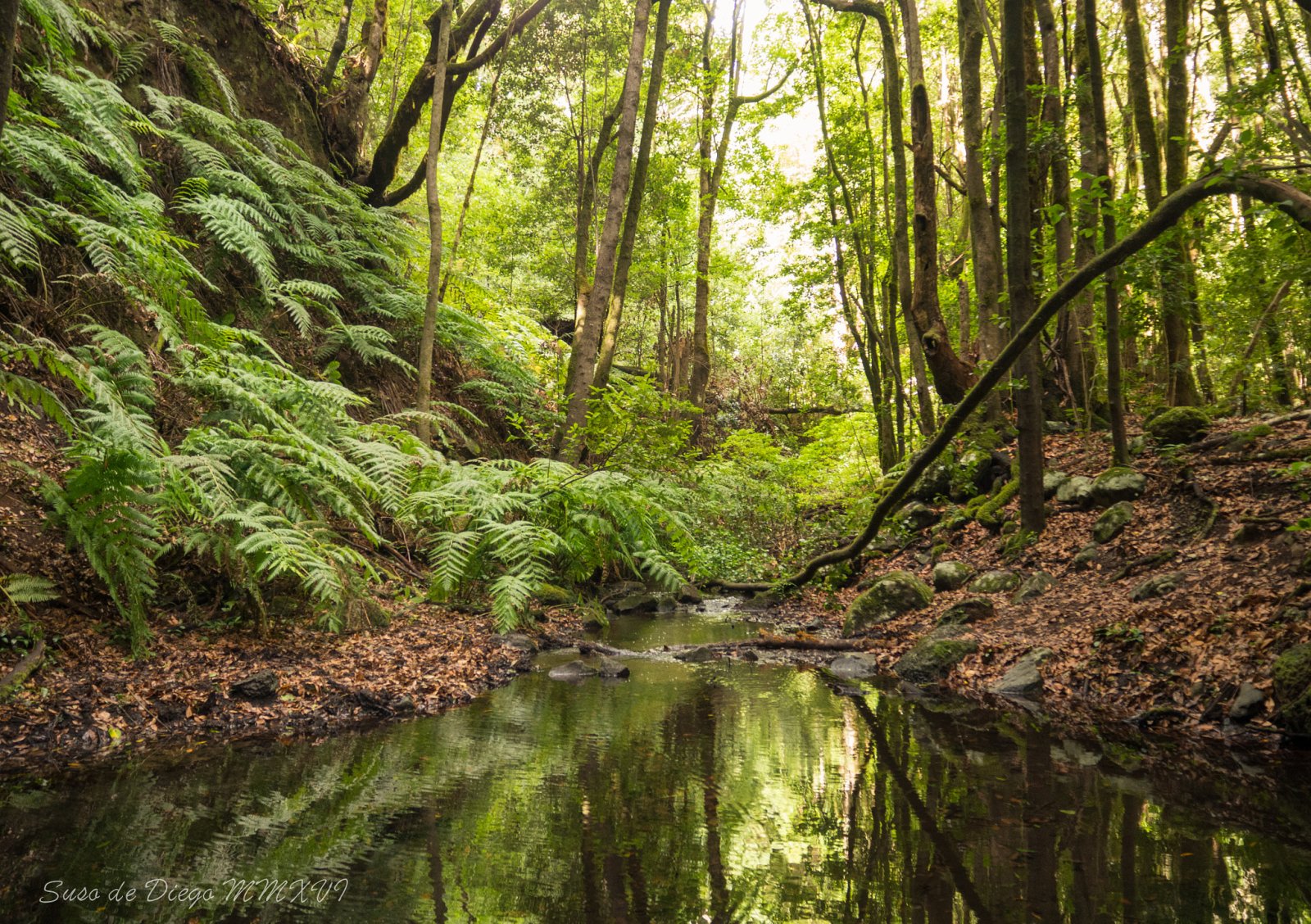 L'isola di La Gomera e la foresta dell'alloro - La Palmita | Secret World Trip Planner