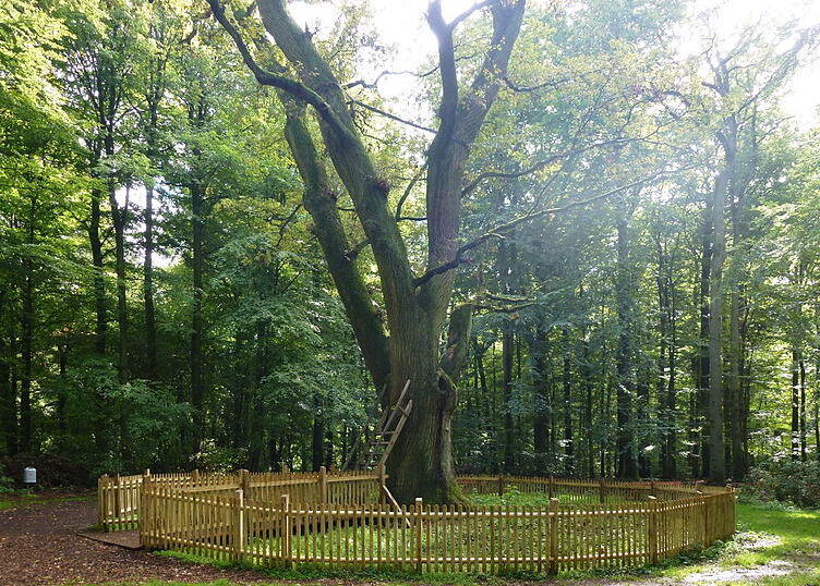 Bridegroom's Oak in Germany — Eutin