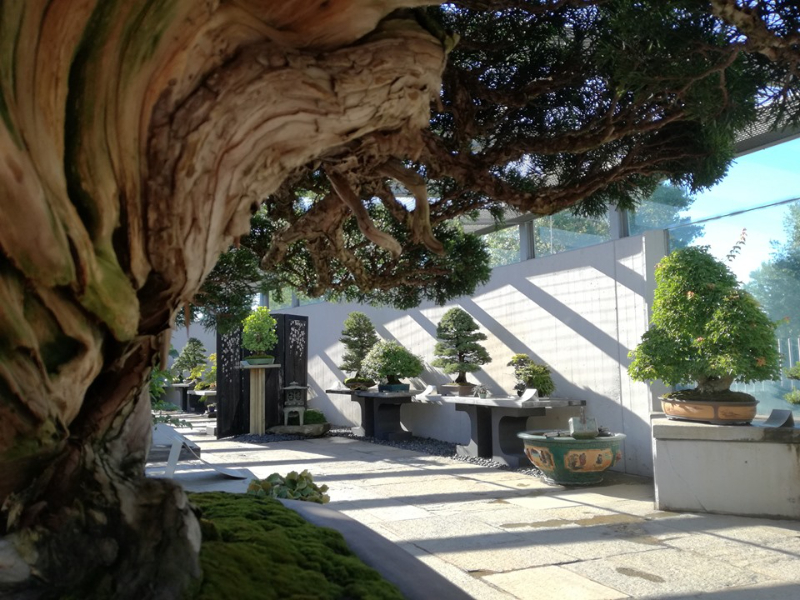 Crespi Bonsai Museum - Crespi Bonsai | Secret World Trip Planner