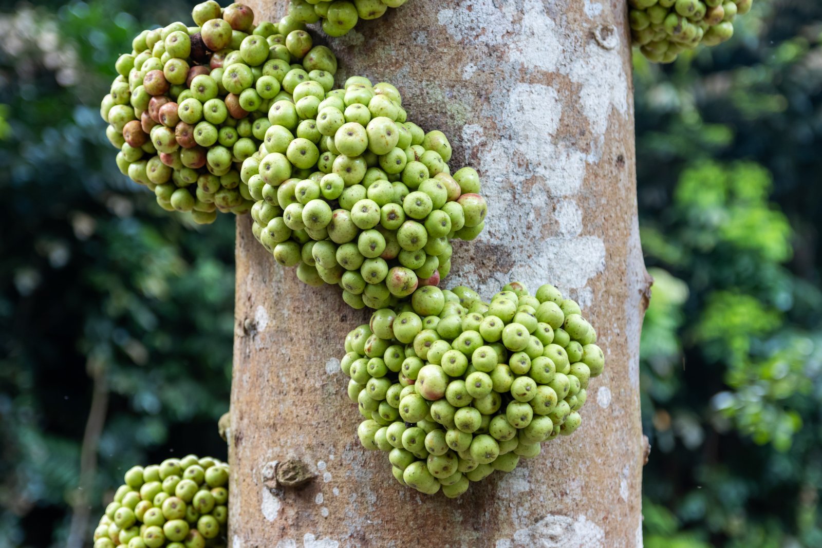 Il Giardino Botanico di Singapore - Singapore | Secret World Trip Planner