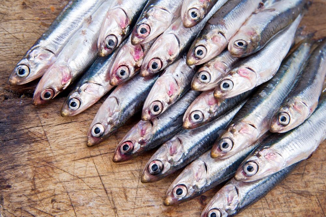 Anchois Monterosso - Monterosso al Mare | Secret World Trip Planner