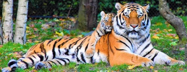 Lo zoo più grande del mondo — Asheboro