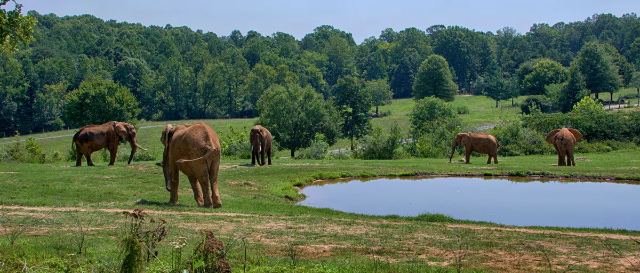 Lo zoo più grande del mondo - Asheboro | Secret World Trip Planner