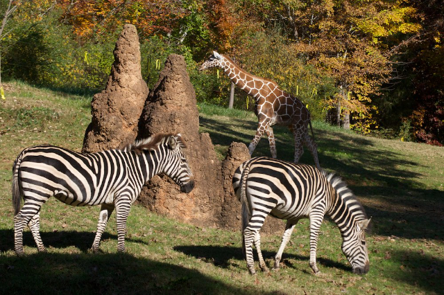 Lo zoo più grande del mondo - Asheboro | Secret World Trip Planner