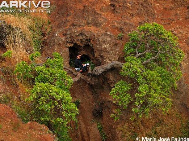 Dendroseris neriifolia nell'isola di Robinson Crusoe - Robinson Crusoe Island | Secret World Trip Planner