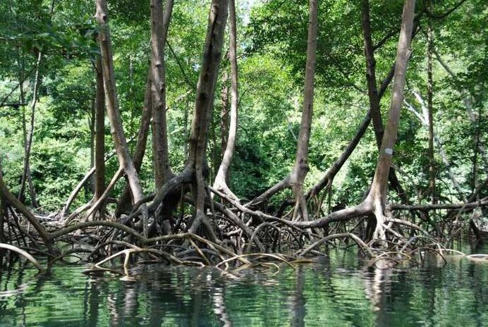 The Mangrove Forests Of MumbaiA mangrove commonly refers to two different things — Mumbai