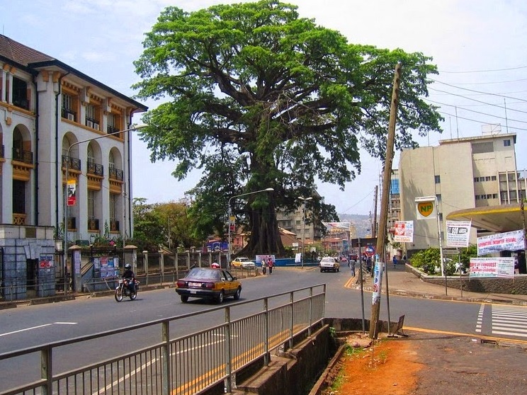 The famous Cotton Tree of Freetown — Freetown